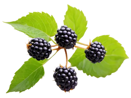 blackberries, ripe, juicy, glossy, dark purple, green leaves, delicate stems, water droplets, natural light, soft focus, shallow depth of field, warm color tone, still life composition, 3/4 view angle