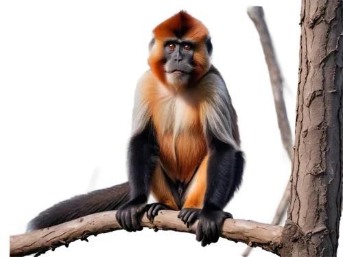 Red assed monkey, sitting, adult male, furry red buttocks, black face, white fur around mouth, big eyes, long tail, climbing, forest tree branch, morning sunlight, warm color tone, shallow depth of fi