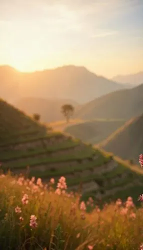 the sun setting in the mountains with flowers growing on them,douro valley,windows wallpaper,tea plantations,tea field,the valley of flowers,lavender fields,marin county,dongchuan,flower in sunset,lan