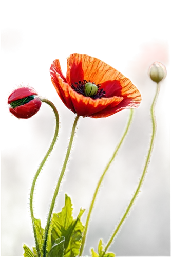 poppy flowers,poppy flower,poppy anemone,mohn,papaver orientale,klatschmohn,poppy plant,iceland poppy,a couple of poppy flowers,red poppy,papaver,poppies,red poppies,floral poppy,anemone de caen,wild poppy,orange poppy,garden anemone,red poppy on railway,anemones,Conceptual Art,Fantasy,Fantasy 26