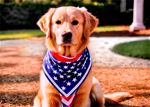 dixie,golden retriver,goldens,golden retriever,patriotism,golden retriever puppy,americana,alabamian,service dog,stars and stripes,tucker,purebred dog,retriever,independance,vizla,american,rhodesian,red white blue,bandana background,patton,Illustration,Vector,Vector 16