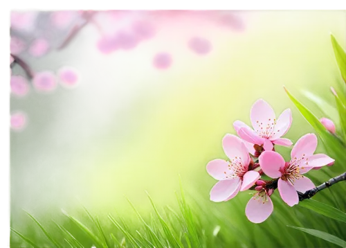 spring background,flower background,springtime background,spring leaf background,pink floral background,easter background,japanese floral background,floral digital background,nature background,japanese sakura background,windows wallpaper,floral background,sakura background,background view nature,tulip background,flower wallpaper,flowers png,butterfly background,tropical floral background,background colorful,Illustration,Realistic Fantasy,Realistic Fantasy 30