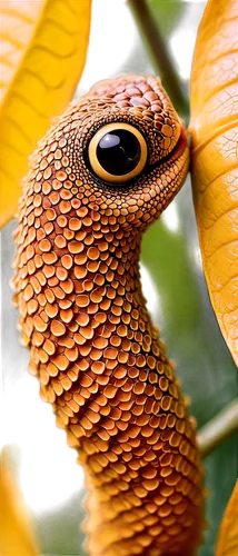 tree snake,indian cobra,green tree snake,african house snake,pointed snake,sharptail snake,glossy snake,hognose snake,snake pattern,tree python,gree tree python,vine snake,plains gartersnake,venomous snake,groundsnake,king cobra,brown snake,snake's head,emperor snake,grass snake,Illustration,Black and White,Black and White 05