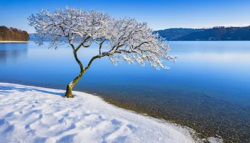 winter lake,winter landscape,frozen lake,winter tree,snow landscape,fragrant snow sea,winter background,snowy landscape,lake lucerne region,beautiful lake,isolated tree,lone tree,winter dream,snow tree,antorno lake,ice landscape,winter magic,snowy tree,wintry,starnberger lake,Art,Artistic Painting,Artistic Painting 20