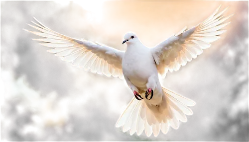 dove of peace,doves of peace,peace dove,white dove,holy spirit,white bird,fairy tern,white pigeon,peacocke,dove,black-winged kite,pentecostalist,flying tern,white grey pigeon,beautiful dove,royal tern,seagull in flight,silver tern,white pigeons,kagu,Illustration,American Style,American Style 11