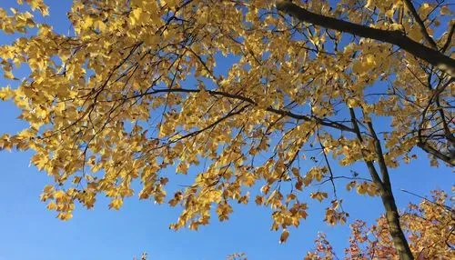 yellow leaves,golden trumpet trees,trees in the fall,the trees in the fall,sky of autumn,autumn gold,golden autumn,golden trumpet tree,fall leaves,new mexico maple,gold leaves,maple foliage,autumn sky,autumn color,leaves in the autumn,fall foliage,fall colors,autumn trees,autumn tree,leaves are falling,Photography,General,Realistic