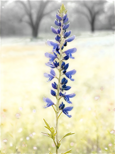 Wildflower, bluebonnet, solo, Texas state flower, delicate petals, light blue color, gentle sway, morning dew, soft sunlight, panoramic view, shallow depth of field, warm color tone, cinematic lightin