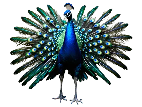 male peacock,peacock,blue peacock,fairy peacock,peafowl,peacocks carnation,bird png,prince of wales feathers,peacock feathers,an ornamental bird,meleagris gallopavo,ornamental bird,blue parrot,feathers bird,cassowary,nicobar pigeon,perico,plumage,cornavirus,crane-like bird,Conceptual Art,Fantasy,Fantasy 26