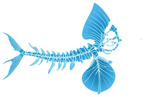 constellation swordfish,arowanas,anomalocaris,arowana,sailfish,mermaid vectors,taniwha,sarcopterygian,coelacanth,blue fish,mermaid silhouette,dragonair,swordfish,mermaid background,mesopelagic,swordtail,dragonfish,blue stripe fish,melanophores,billfish,Unique,Design,Blueprint