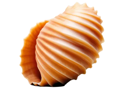 spiny sea shell,sfogliatelle,sea shell,scallop,whelk,nautilus,seashell,chambered nautilus,cockle,anago,baltic clam,sea snail,marine gastropods,tiropita,blue sea shell pattern,shell,gastropod,corn cockle,isopod,clam shell,Illustration,American Style,American Style 04