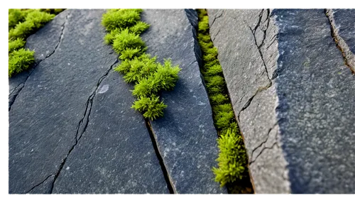 granite texture,mountain stone edge,moss,depth of field,moss saxifrage,lichens,roof landscape,forest moss,tree moss,rock samphire,seamless texture,lichen,stone fence,granite,brick grass,rock walls,outcrop,horsetail,cobblestones,wall,Illustration,American Style,American Style 09