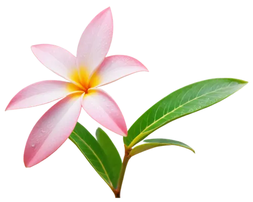 pink plumeria,plumeria,flower background,flower wallpaper,flowers png,frangipani,white plumeria,flower jasmine,pink floral background,lily flower,tropical floral background,floral digital background,pink flower,flower pink,magnolia star,pink flower white,floral background,a beautiful jasmine,sand jasmine,exotic flower,Art,Artistic Painting,Artistic Painting 48