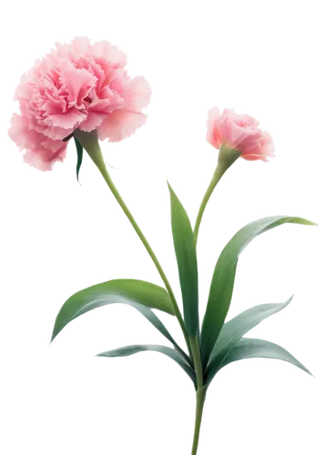 pink carnations,pink carnation,carnation flower,flowers png,dianthus,flower background,spring carnations,pink floral background,pink peony,peony pink,sea carnations,carnations,floral digital background,flower painting,flower wallpaper,peony,pink lisianthus,paper flower background,feather carnation,common peony,Illustration,Abstract Fantasy,Abstract Fantasy 20