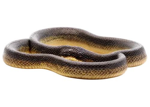 Newborn snake, tiny body, scaly skin, curled up, bright eyes, forked tongue, soft focus, morning light, shallow depth of field, warm color tone, cinematic lighting, 3/4 composition, solo, realistic.,y