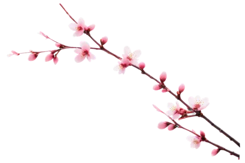 cherry blossom branch,sakura branch,cherry branches,japanese carnation cherry,japanese cherry,cherry twig,prunus,flowers png,cherry branch,sakura flower,plum blossom,gaura,apple blossom branch,prunus cerasifera,prunus spinosa,prunus domestica,apricot blossom,plum blossoms,peach blossom,ornamental cherry,Illustration,Abstract Fantasy,Abstract Fantasy 15