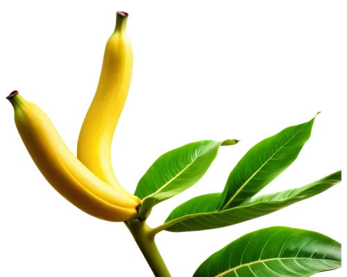 Tropical banana plant, green leaves, yellow fruit, thick stem, curvy lines, vibrant colors, soft focus, warm lighting, shallow depth of field, 3/4 composition, close-up shot, natural texture, realisti