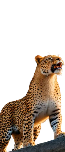 cheeta,leopardus,cheetor,cheetah,leopards,gepard,cheetahs,leopard,kgalagadi,jaguar,cheetah mother,cheetah and cubs,serengeti,leopard head,jaguars,mahlathini,mvula,hosana,makgadikgadi,luangwa,Illustration,Japanese style,Japanese Style 20