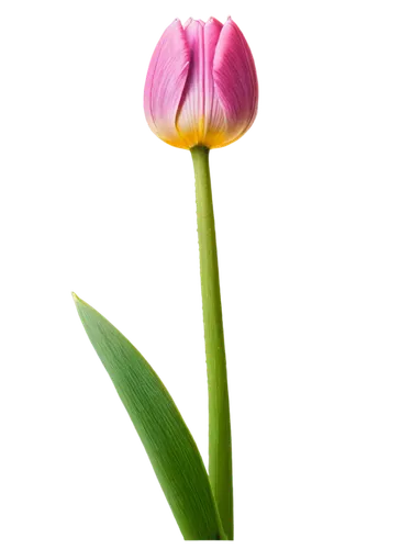 turkestan tulip,tulip,flowers png,tulip background,pink tulip,two tulips,violet tulip,tulipa,tulip flowers,tulip blossom,vineyard tulip,tulips,lady tulip,siam tulip,wild tulip,tulpenbaum,tulipa tarda,tulpenbüten,tulip bouquet,flower bud,Illustration,Vector,Vector 08