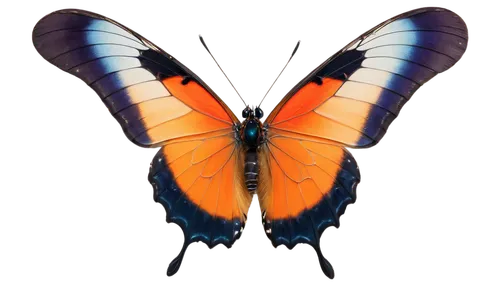 butterfly vector,butterfly background,heliconius,heliconius hecale,orange butterfly,zygaena,morpho,swordtail,glass wing butterfly,morpho butterfly,butterfly isolated,lepidoptera,graphium,french butterfly,morpho peleides,morphos,lepidopteran,butterfly moth,saturniidae,forewing,Photography,Black and white photography,Black and White Photography 10