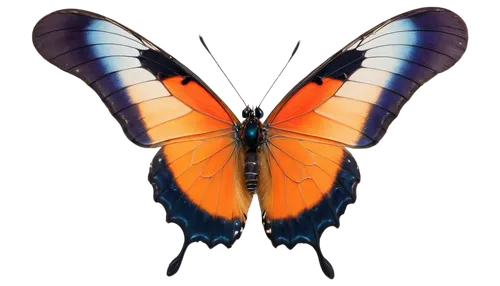 Delicate butterfly, colorful wings, iridescent scales, slender body, antennae, compound eyes, vibrant orange, black veins, transparent wings, soft focus, close-up shot, shallow depth of field, warm li