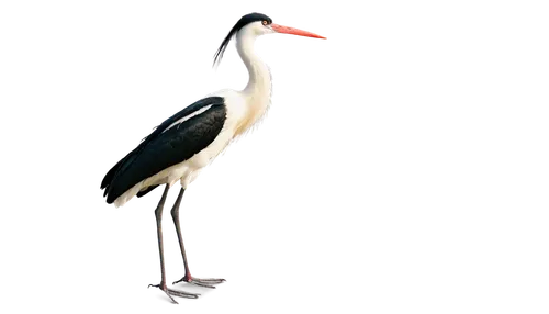 jabiru,white stork,common stilt,rattle stork,red-crowned crane,black-winged stilt,white-naped crane,pied heron,stork,gwe,saddle-billed stork,wading bird,cow heron,demoiselle crane,ibis,greater flamingo,grey neck king crane,keoladeo,avocet,black-billed stork,Illustration,Japanese style,Japanese Style 13