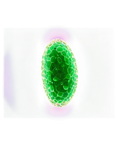 3D, microscopic, plant cell, solo, nucleus, cell membrane, cytoplasm, chloroplasts, mitochondria, vacuoles, Golgi apparatus, lysosomes, ribosomes, endoplasmic reticulum, cell wall, transparent backgro