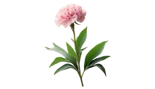 Pink carnation flowers, bouquet arrangement, delicate petals, green stem, leafy background, soft natural light, close-up shot, shallow depth of field, warm color tone, 3/4 composition, gentle focus bl