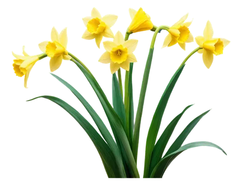 flowers png,jonquils,daffodils,yellow daffodils,flower background,daff,tulip background,spring background,yellow daffodil,spring leaf background,daffyd,imbolc,filled daffodil,yellow tulips,jonquil,daffodil,springtime background,easter lilies,flower wallpaper,the trumpet daffodil,Illustration,Black and White,Black and White 14