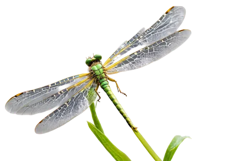 lacewing,damselfly,coenagrion,dragonflies and damseflies,spring dragonfly,dragonfly,membrane-winged insect,gonepteryx cleopatra,mayflies,myrciaria,trithemis annulata,eumenidae,delicate insect,dolichopodidae,ribbon winged lacewing,elapidae,hawker dragonflies,aix galericulata,gonepteryx rhamni,dragon-fly,Illustration,Paper based,Paper Based 09