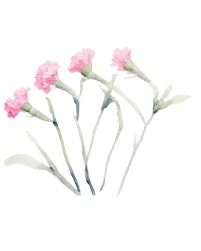 flowers png,minimalist flowers,bulbs,flower strips,artificial flower,flower background,retro flowers,luminous garland,palm lilies,spineflower,artificial flowers,flower wallpaper,trusses of torch lilies,paperwhites,gaura,lilies,torch lilies,straw flower,flower ribbon,softspikes,Illustration,Paper based,Paper Based 25