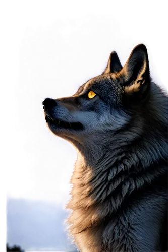 dusk background,aleu,atunyote,howling wolf,wolfgramm,wolfsangel,volf,wolfsschanze,loup,constellation wolf,wolpaw,european wolf,derivable,wolfsfeld,wofl,wolffian,blackwolf,wolfsthal,gray wolf,fenrir,Illustration,Abstract Fantasy,Abstract Fantasy 10