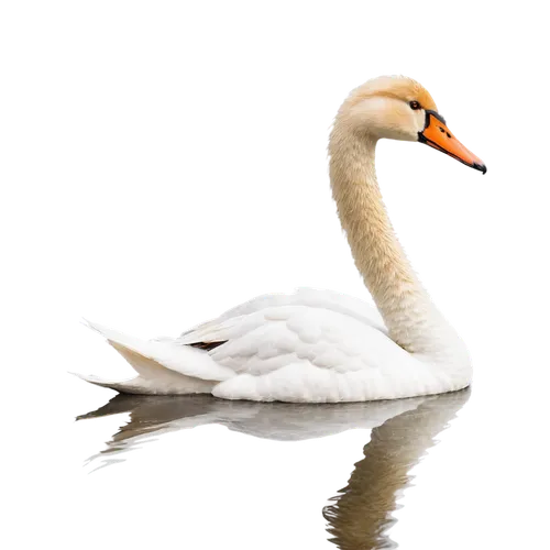 White swan, elegant posture, long neck, orange beak, soft feathers, fluffy tail, water reflection, ripples on lake surface, morning mist, warm lighting, shallow depth of field, 3/4 composition, cinema