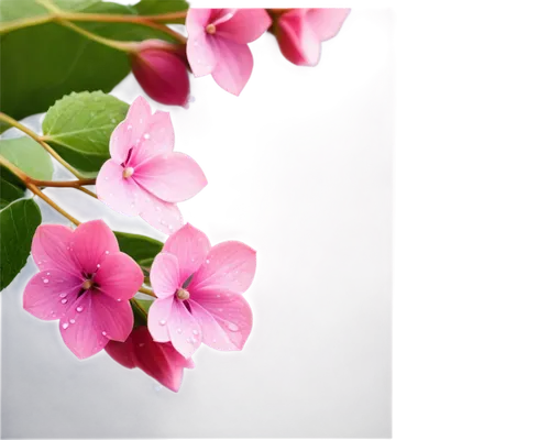 bougainvillea,flower background,bougainvilleans,japanese floral background,apocynaceae,impala lily,impatiens,bougainvilleas,amaranthaceae,malvaceae,flowers png,pink flowers,vitaceae,bougainville,japanese sakura background,sakura flower,epilobium,fruit blossoms,stylidium,background bokeh,Photography,Documentary Photography,Documentary Photography 23