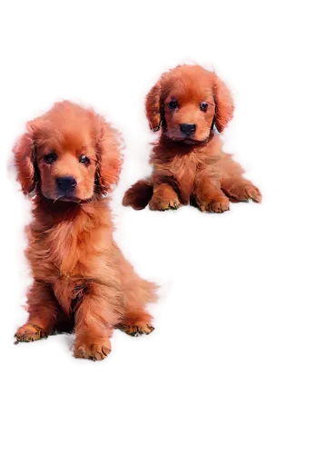 cavalier king charles spaniel,pomeranians,golden retriever puppy,nova scotia duck tolling retriever,shih poo,yorkshire terrier puppy,cute puppy,yorkie puppy,puppies,shih tzu,cocker spaniel,defence,pekinese,cerberus,parvovirus,spaniels,dachshunds,ruffels,biewer yorkshire terrier,havanese,Illustration,Black and White,Black and White 12