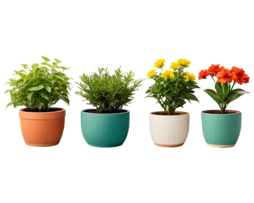 potted flowers,plants in pots,flowerpots,flower pots,flower pot holder,plant pots,terracotta flower pot,potted plants,spring pot drive,garden pot,pot marigold,flowers png,flower vases,flowerpot,flower pot,plant pot,wooden flower pot,container plant,ornamental plants,mixed cup plant,Art,Artistic Painting,Artistic Painting 30