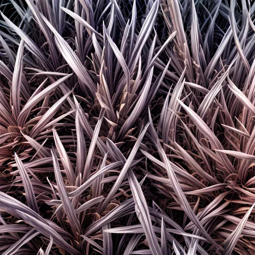 seamless  texture,ornamental grass,pennisetum,purple salsify,feather bristle grass,poaceae,dried grass,purple fountain grass,reed grass,beach grass,pine needles,pine needle,pennisetum alopecuroides,du