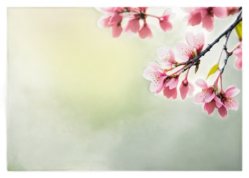 spring background,spring leaf background,cherry blossom branch,japanese floral background,plum blossoms,springtime background,flower background,plum blossom,the plum flower,almond tree,spring blossom,japanese sakura background,cherry branches,blossoming apple tree,flowering cherry,pink floral background,apricot blossom,almond blossoms,apricot flowers,almond blossom,Art,Classical Oil Painting,Classical Oil Painting 20