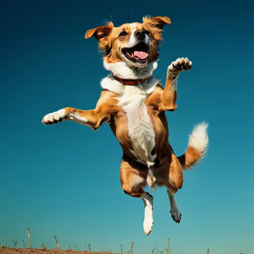 very beautiful and tender dog barking,flying dog,flying dogs,cheerful dog,leap for joy,pet vitamins & supplements,dog running,running dog,jumping cholla,leaping,jumping,dog agility,dog sports,dog phot