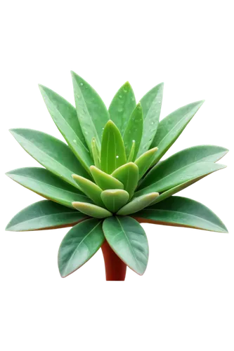 Succulent plant, multiple leaves, thick fleshy stems, vibrant green colors, water droplets on leaves, shallow depth of field, close-up shot, warm natural light, 3/4 composition, detailed textures, rea