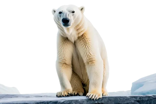 Polar bear, melting iceberg, Arctic landscape, worried expression, dirty fur, worn-out skin, sad eyes, raised paw, devastated background, warm lighting, cinematic composition, shallow depth of field, 