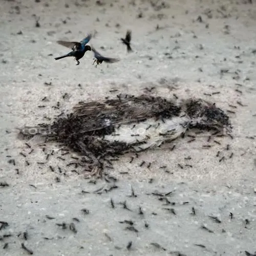 bird footprints,overfishing,sewol ferry disaster,ocean pollution,housemartins,dead fish