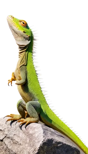 basiliscus,green crested lizard,green lizard,emerald lizard,ring-tailed iguana,phelsuma,anoles,green iguana,anolis,agamid,wonder gecko,anole,basilisks,eastern water dragon lizard,day gecko,eastern water dragon,agamas,iguana,collared lizard,geckos,Art,Classical Oil Painting,Classical Oil Painting 31