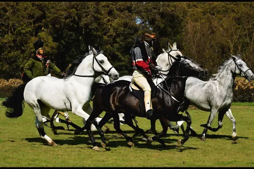 Malakye_Horse_and_Hounds,andalusians,endurance riding,english riding,cross-country equestrianism,equestrian sport,horse riders,equitation,dressage,eventing,showjumping,riding school,competitive trail 