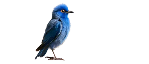 blue macaw,bird png,blue parrot,garrison,blue crane,blue and gold macaw,hyacinth macaw,egretta,blue peacock,macaw hyacinth,egretta novaehollandiae,macaw,blue macaws,parot,blue jay,blue bird,chamoiseau,horus,caeruleus,beautiful macaw,Conceptual Art,Sci-Fi,Sci-Fi 16