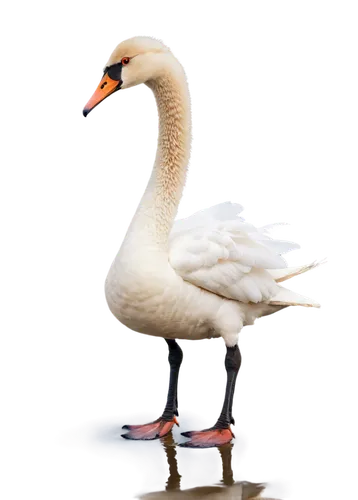 trumpeter swan,mute swan,white swan,swan,gooseander,cygnet,swanning,young swan,swan cub,swan on the lake,swan chick,snow goose,trumpet of the swan,branta,swansong,swanlike,lameduck,swanee,gwe,swan lake,Illustration,Retro,Retro 06