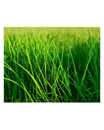 Green grass, vibrant blades, gentle sway, sunlight filtering through, soft focus, 3/4 composition, shallow depth of field, warm color tone, cinematic lighting, close-up shot, detailed texture, realist