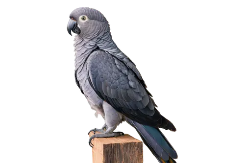 african gray parrot,speckled pigeon,blue parrot,an ornamental bird,perico,victoria crown pigeon,ornamental bird,crown pigeon,rock dove,quaker parrot,fantail pigeon,bird pigeon,parrotlet,victoria crowned pigeon,white grey pigeon,red-tailed cockatoo,rock pigeon,fan pigeon,moluccan cockatoo,blue parakeet,Photography,Documentary Photography,Documentary Photography 38