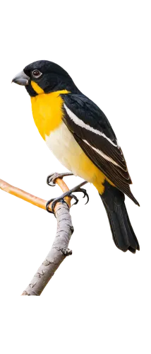 male grosbeak, bird, vibrant plumage, black head, white patches above eyes, yellow bill, stout body, strong legs, perched on branch, morning light, soft focus, shallow depth of field, warm color tone,