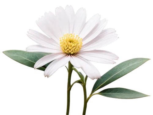 camomile flower,oxeye daisy,wood daisy background,white cosmos,white flower,ox-eye daisy,pyrethrum,common daisy,shasta daisy,leucanthemum,cosmea,the white chrysanthemum,delicate white flower,erigeron,white chrysanthemum,marguerite daisy,margueritte,daisy flower,argyranthemum frutescens,perennial daisy,Photography,Artistic Photography,Artistic Photography 13