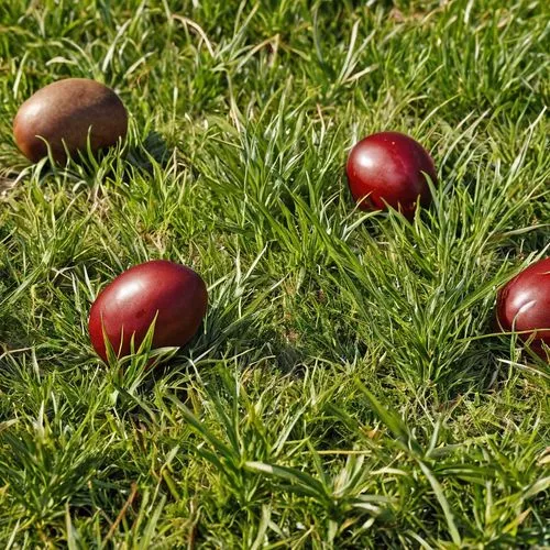 Blancanives y los 7 enanitos
,wooden balls,croquet,easter eggs brown,practice balls,pétanque,cricket ball,bocce,game balls,easter eggs,sorbian easter eggs,round balls,brown eggs,bowling balls,painted 